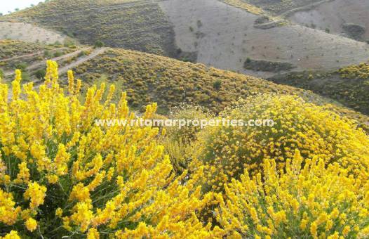 Sale - Villa - Adra
